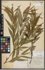 Foto von Salix alba L. x Salix fragilis L.